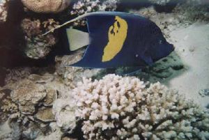 Angelfish in Sharm El Sheikh, Egypt taken with Nikonos V,... by Frederic Beernaert 
